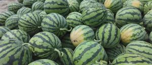 副业赚钱_甜蜜上市，枝江“吃瓜群众”集合！_副业教程-逸佳笔记-专注于副业赚钱教程