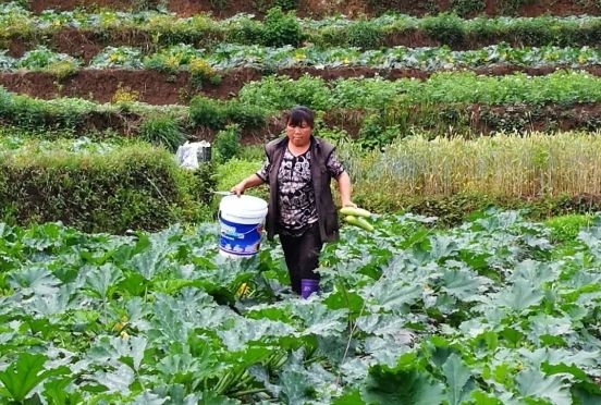 副业赚钱_滞销瓜地迎来“吃瓜好群众”，石桥镇30亩小瓜畅销_副业教程