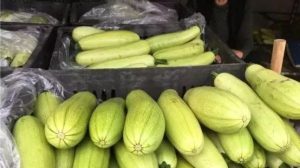 副业赚钱_迎来最强“吃瓜好群众”，石桥镇30亩小瓜已售出1600余斤！_副业教程-逸佳笔记-专注于副业赚钱教程