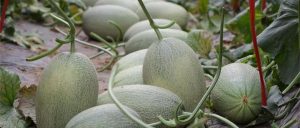 副业赚钱_走！吃瓜去→_副业教程-逸佳笔记-专注于副业赚钱教程