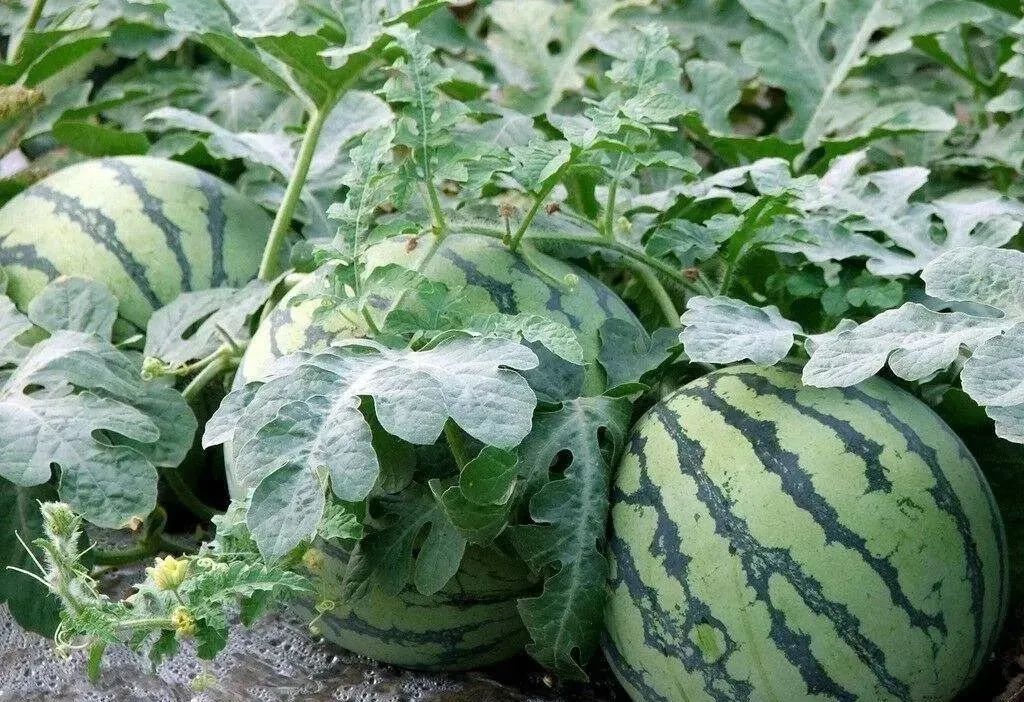 副业赚钱_江津“吃瓜群众”集合！量大管饱~_副业教程