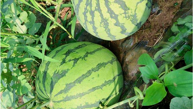 副业赚钱_江津“吃瓜群众”集合！量大管饱~_副业教程