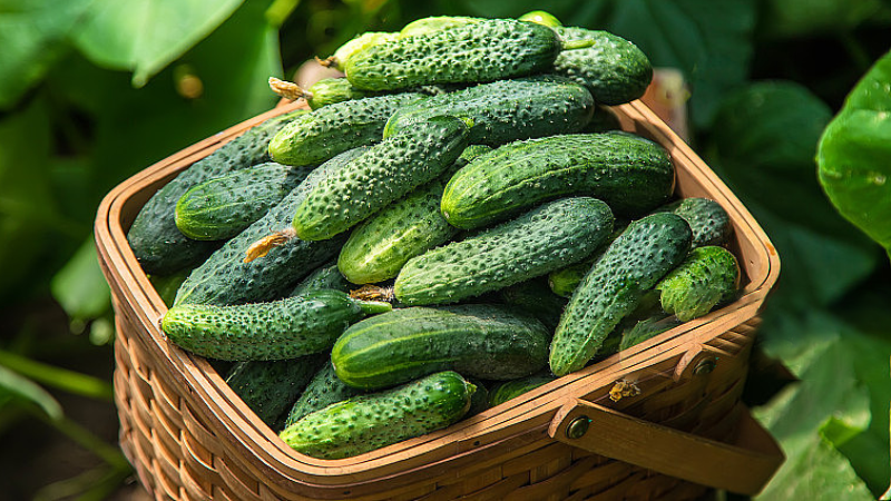 副业赚钱_糖尿病多吃五瓜：天然“降糖”高手，夏季这样吃效果好_副业教程