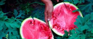 副业赚钱_“村”光灿烂看成都丨在成都，做快乐的“吃瓜群众”_副业教程-逸佳笔记-专注于副业赚钱教程