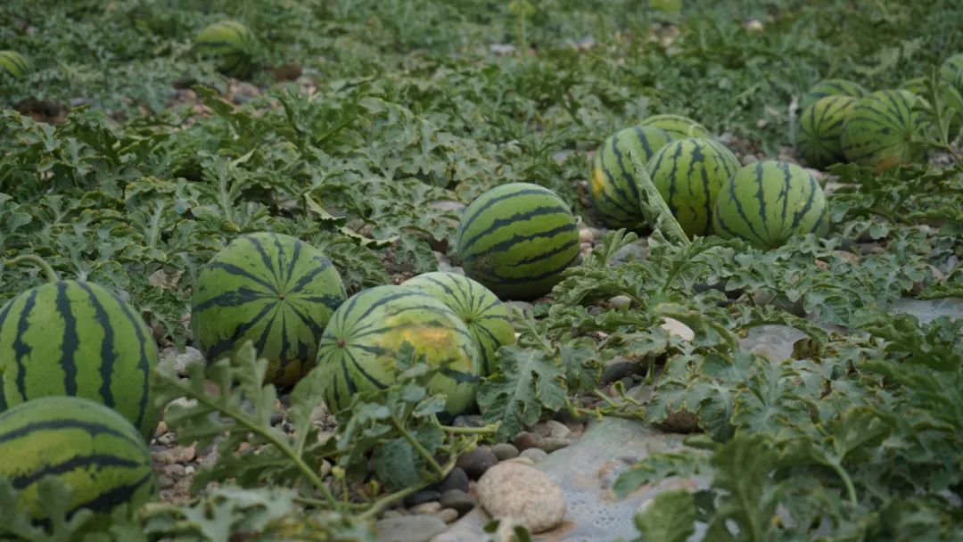 副业赚钱_糜滩镇独石村：西瓜“抢鲜”上市 开启夏日“吃瓜模式”_副业教程