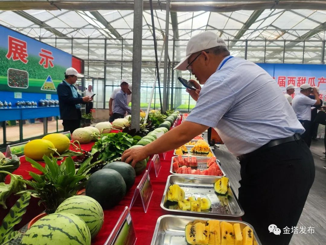 副业赚钱_以瓜为媒 共赴“甜蜜”之约——金塔县第二届西甜瓜产业发展大会侧记_副业教程