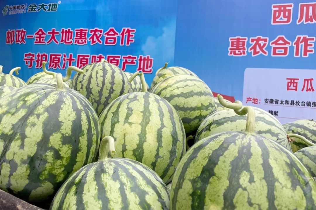 副业赚钱_惠农合作：一场吃瓜群众的“较量”，是太和“惠农样板”的嘉奖！_副业教程