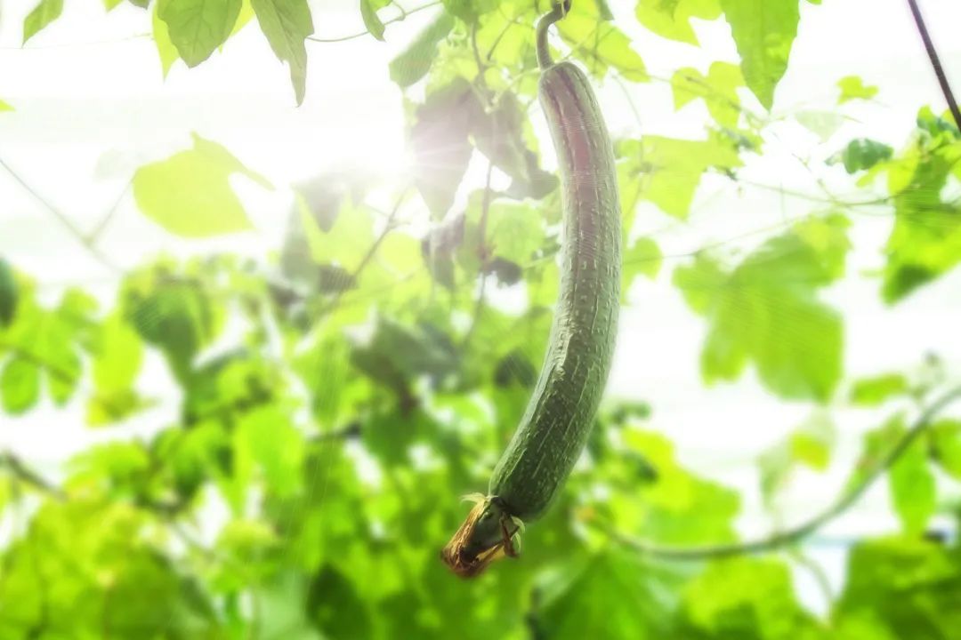 副业赚钱_夏季吃瓜天经地义，21道菜谱解暑降火_副业教程
