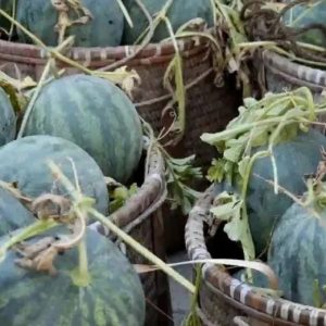 副业赚钱_甜到心坎,高山西瓜销售难,永康这群“吃瓜群众”来了!_副业教程-逸佳笔记-专注于副业赚钱教程