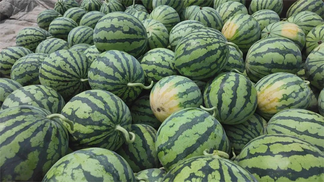 副业赚钱_甜蜜上市，枝江“吃瓜群众”集合！_副业教程