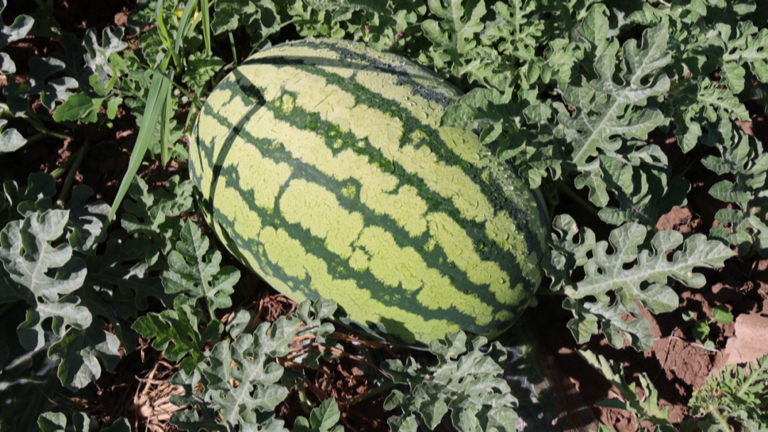 副业赚钱_“吃瓜群众”请就位 李俊镇东方村的西瓜即将上市啦！_副业教程