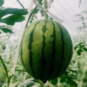 副业赚钱_【科普】夏天如何健康吃瓜？隔夜西瓜能吃吗？_副业教程-逸佳笔记-专注于副业赚钱教程