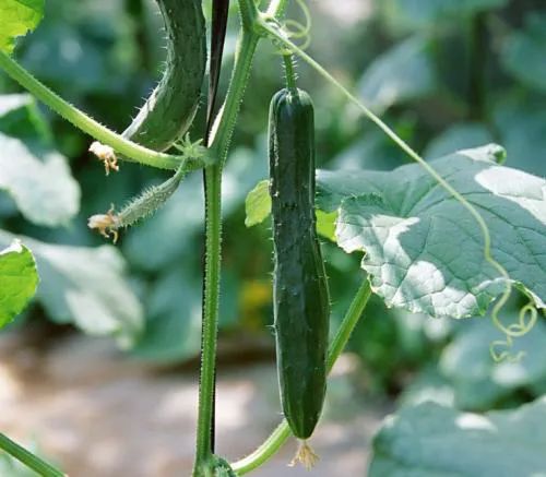 副业赚钱_夏季吃瓜天经地义，21道菜谱解暑降火_副业教程