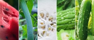 副业赚钱_【假日食疗】落胃！杭州人夏日“吃瓜”指南，一起解锁这五种瓜的老底子吃法_副业教程-逸佳笔记-专注于副业赚钱教程